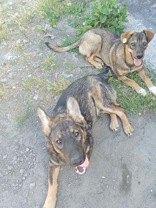 Отдам в хорошие руки собачку