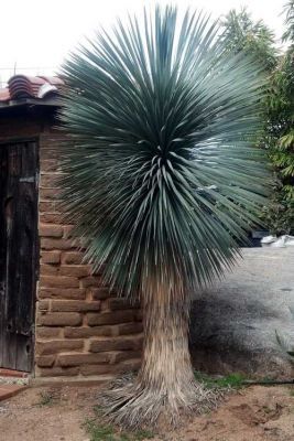 Impressionantes Yucca rostrata azuis ou iucas de bico