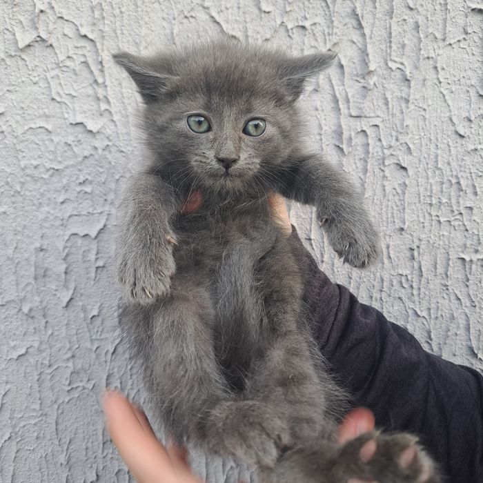 Віддам кошенят безоплатно