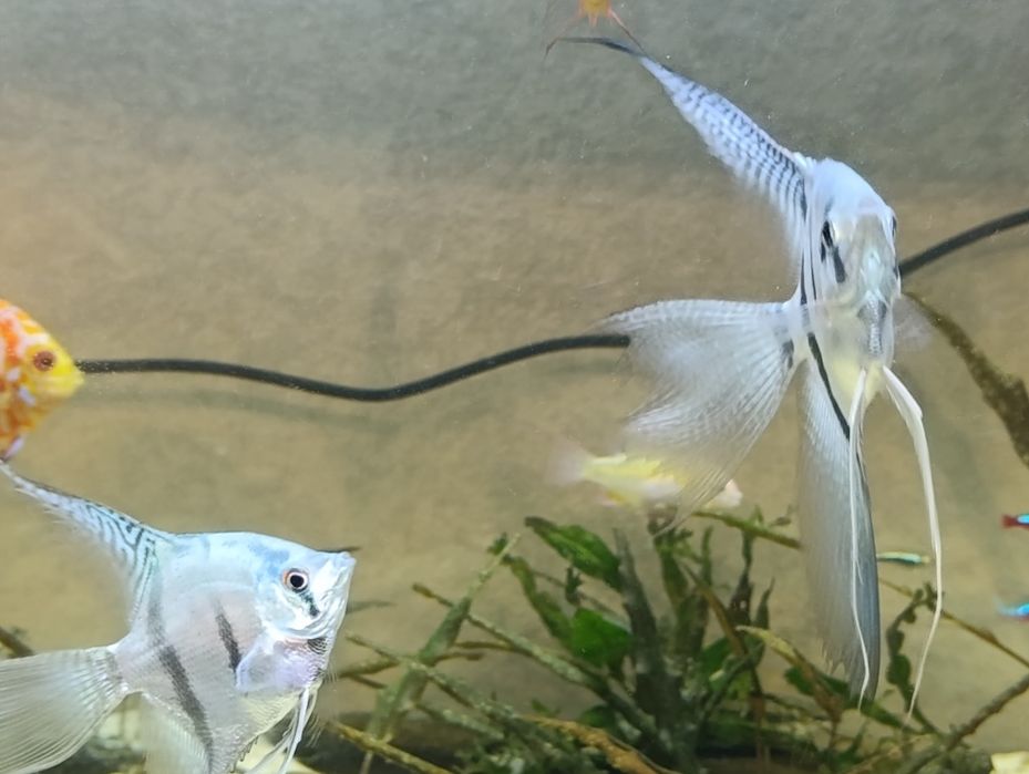 Продам голубых скалярий