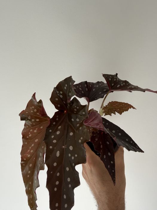 Begonia black forest