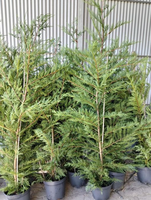 Planta leylandii para sebe. Cedro