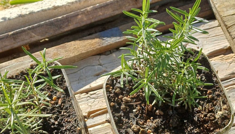 Planta Alecrim Biológico em Vaso