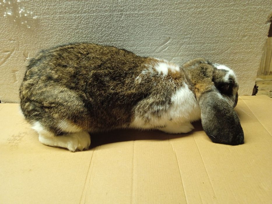 Samica barana francuskiego