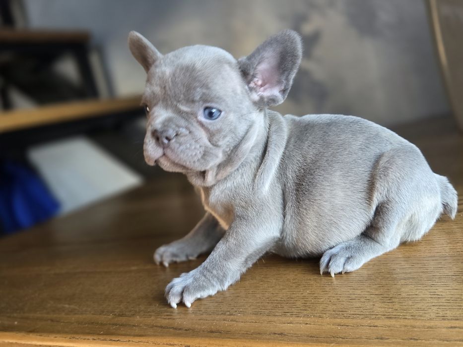 Крутезна мала французький бульдог