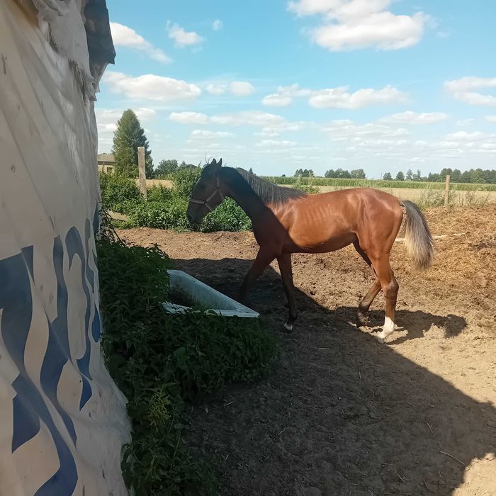 roczna żrebica po skokowych rodzicach