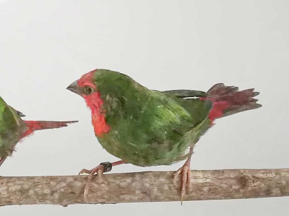 Papuziki czerwonolice