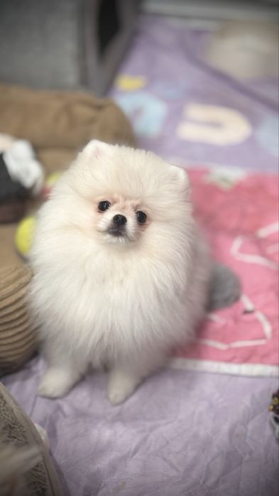 Szpic miniaturowy pomeranian FCI