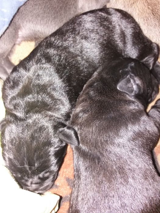 Срочно! Кане-корсо щенки элитная порода