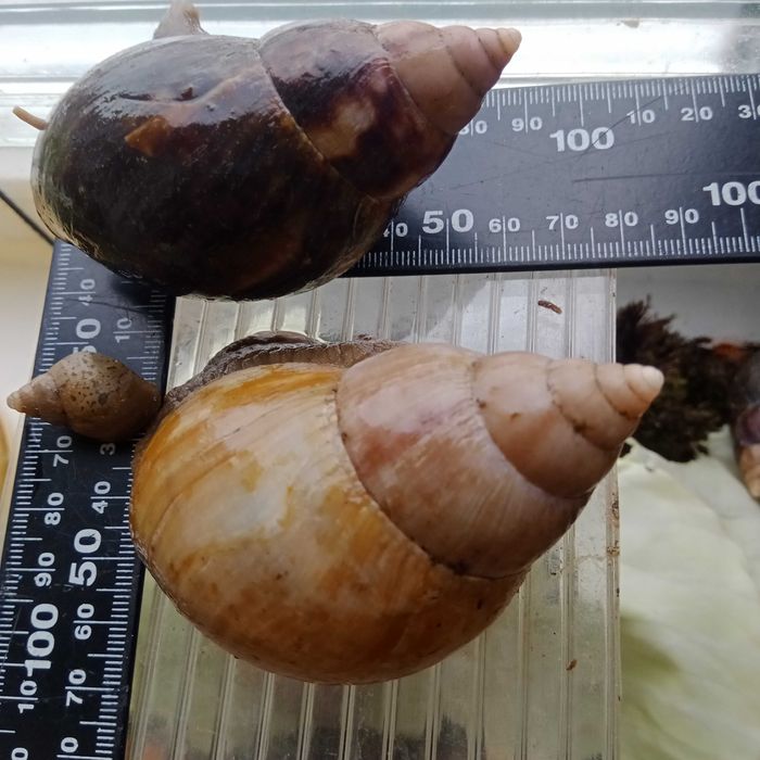 Ахатина безкоштовно