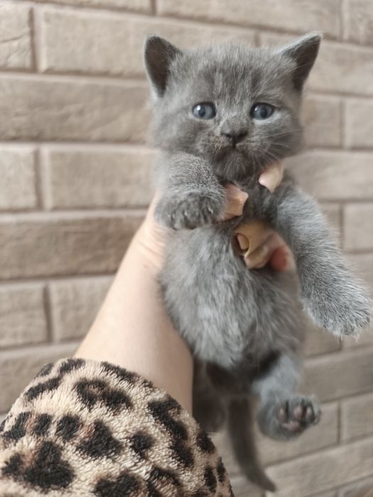 Кошенята, шотландці