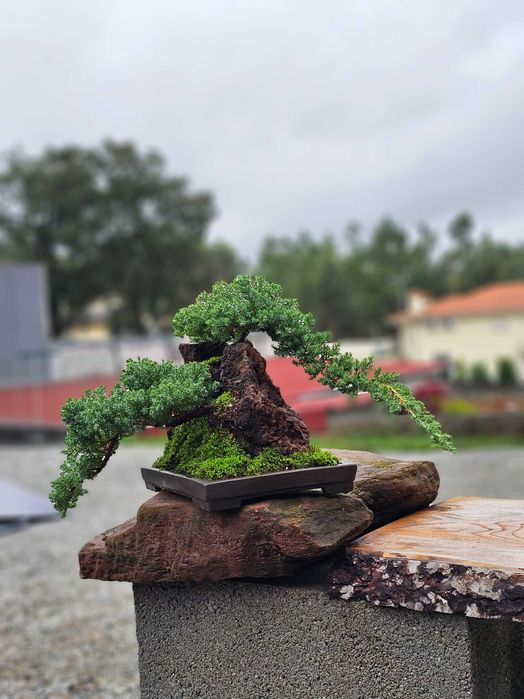Bonsai juniperus procumbens