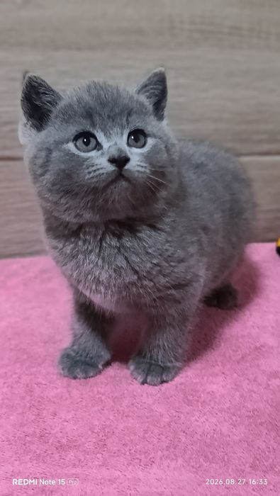 Британський хлопчик!