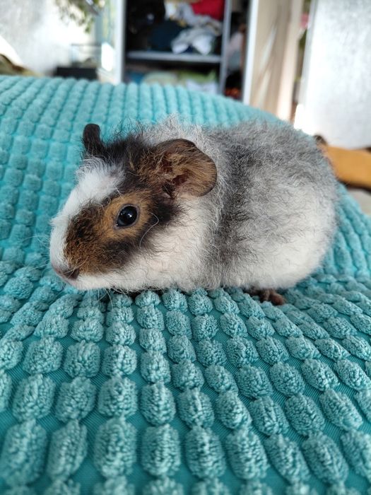 Продам морскую свинку