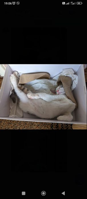 Отдам бесплатно котенка