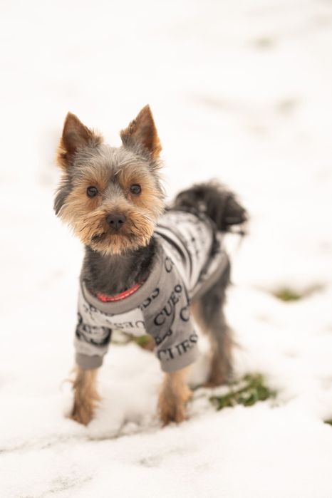 Hotel dla psów Wągrowiec Skoki Poznań Gniezno Chodzież