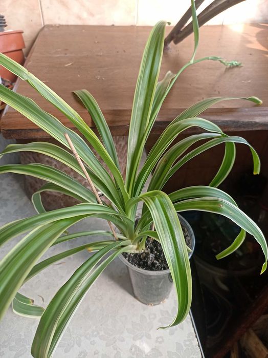 Хлорофитум Океан (chlorophytum ocean)