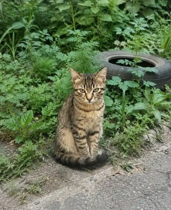 Отдам даром в добрые руки котят