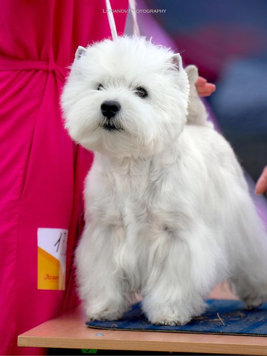 Вест хайленд уайт терьер
