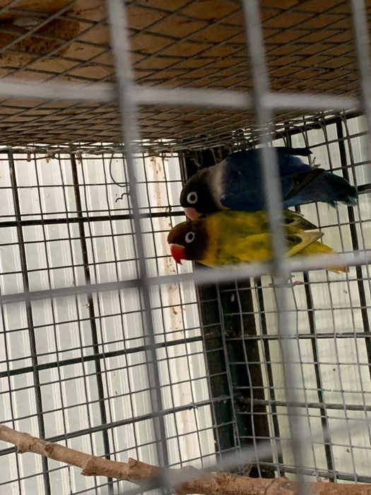 Agapornis personatas