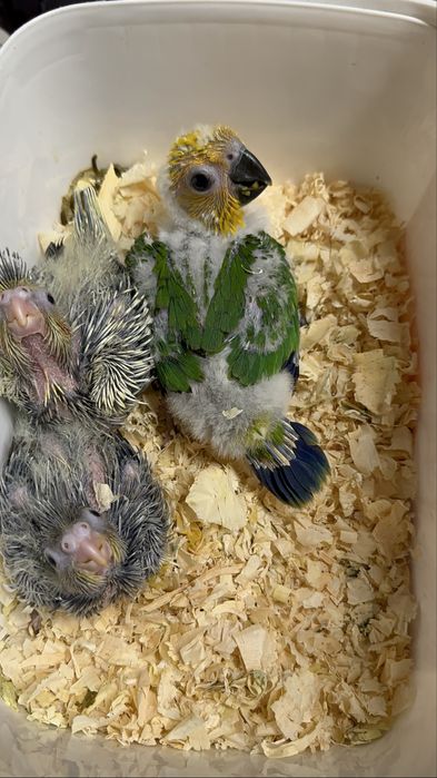 Aratinga Jandaya para terminar de criar a mao