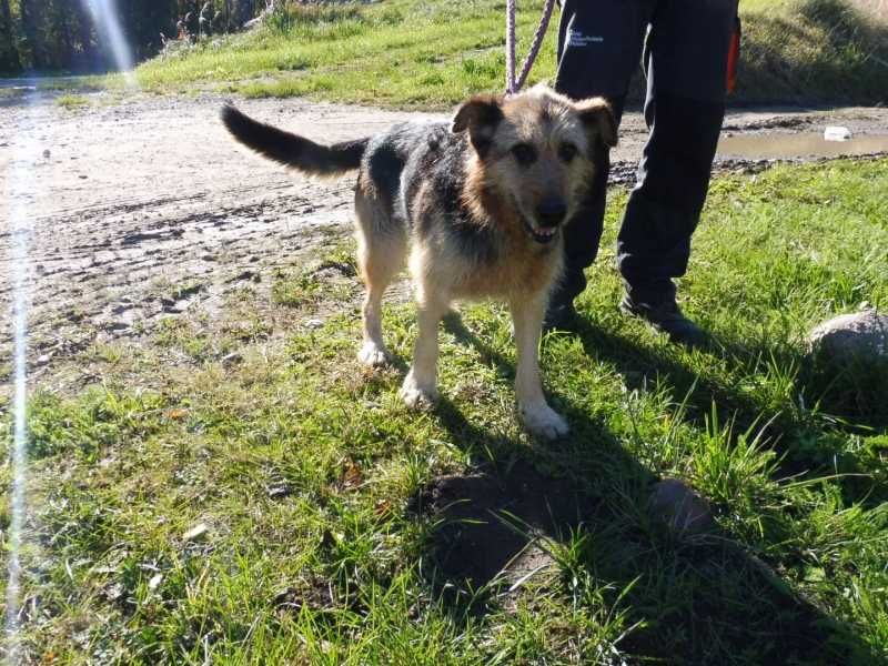 Pogodna, grzeczna, czuła, ładna kudłata sunia do adopcji