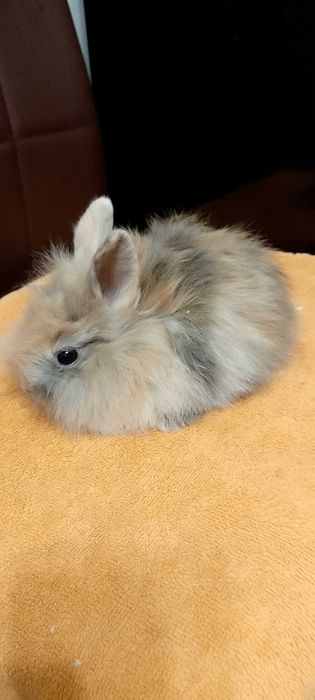 Króliczki miniaturki