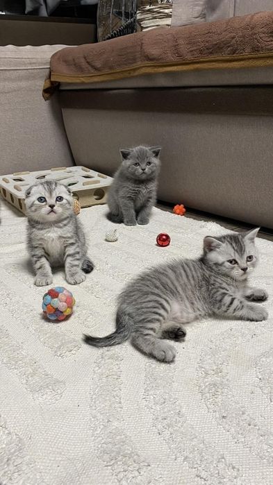 Шотландські кошенята