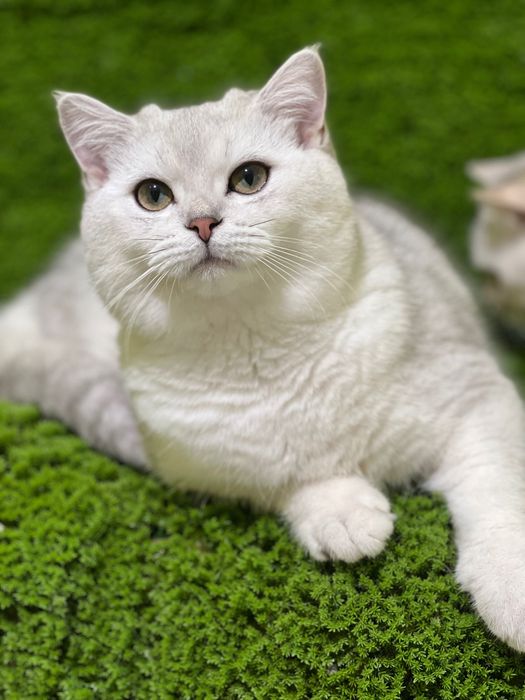 Scottish fold menina