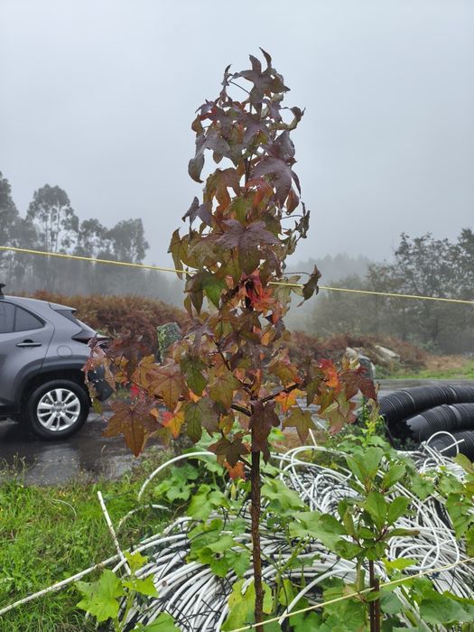 Liquidambar Styraciflua