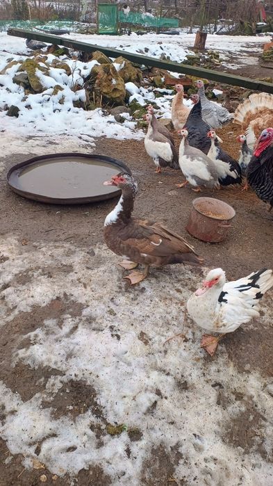 Kaczki francuskie czekoladowe, piżmowe
