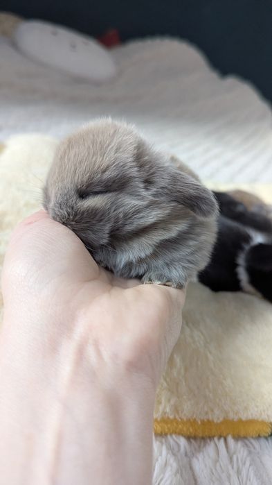 Mini lop króliki miniaturki małe karzełki  mini lop niebieski blue