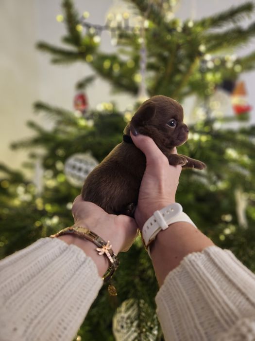 Chihuahua czekoladowy chłopiec