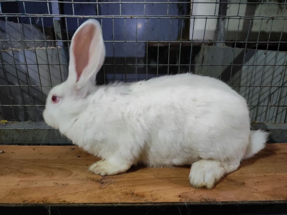 Термонська біла,Панон,Полтавське срібло