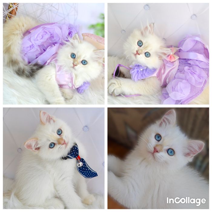 Британские котята золотая шиншилла/поинт