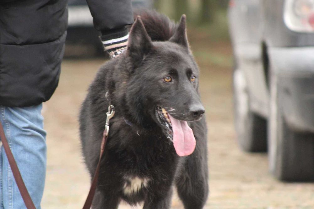 Murin - idealny pies w typie czarnego owczarka niemieckiego