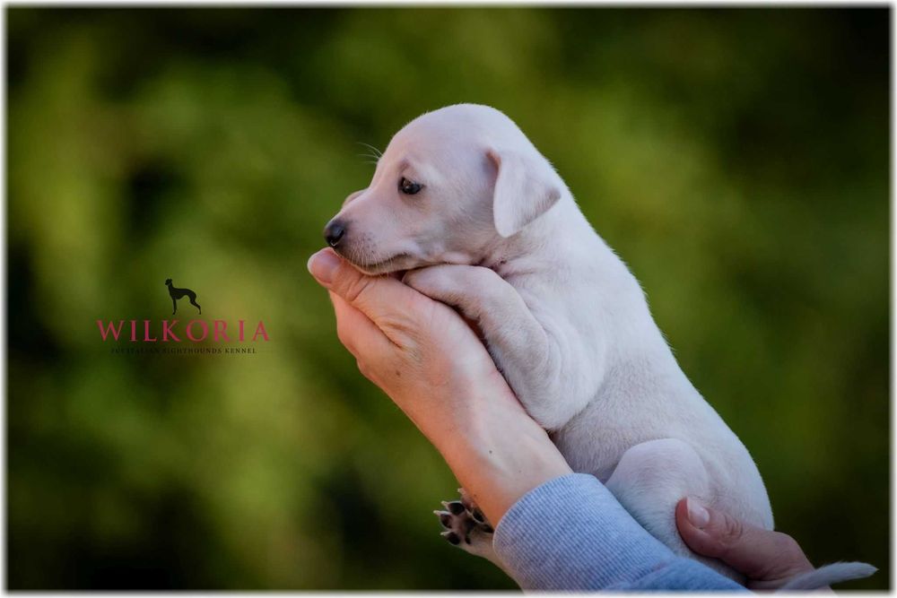 Charcik włoski cudny piesek kremowy * hod. Wilkoria FCI * Charciki *