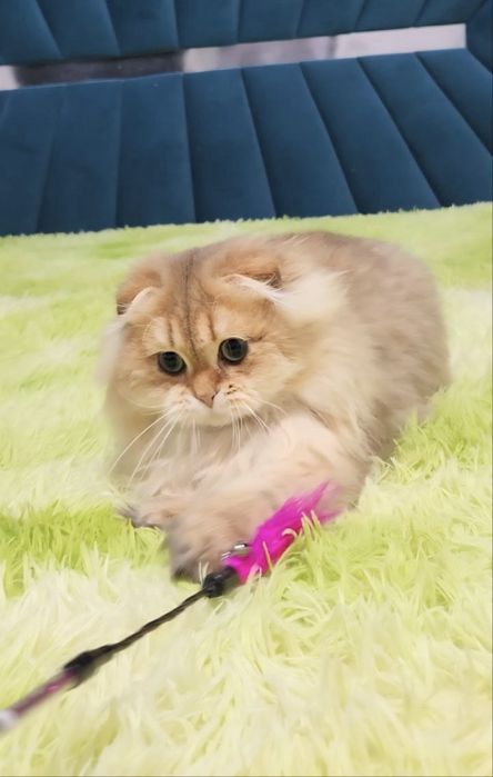 Шотландський вислоухий хлопчик