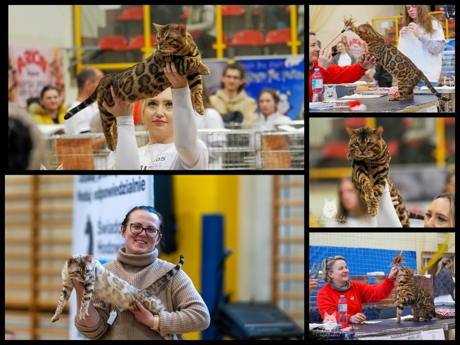 BENGAL kot bengalski DZIKIE piękno w domowym zaciszu Rodowód FPL