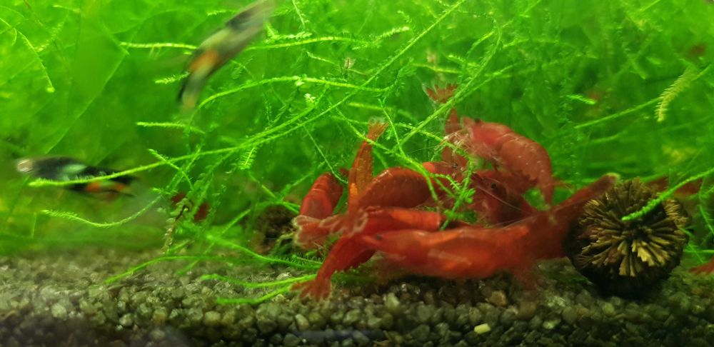 Krewetki Neocaridina Bloody Mary