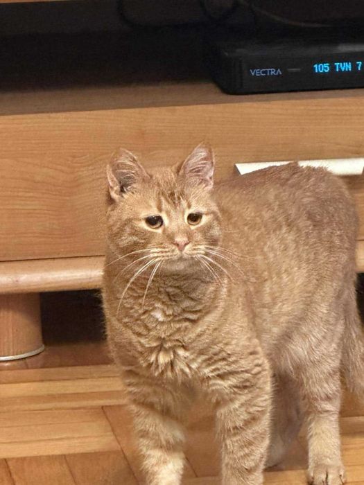 do adopcji:  rudy Radzio