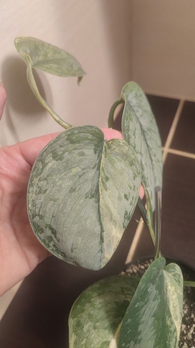 訳あり特価！　Scindapsus Yupa ② Scindapsus - Loveplants