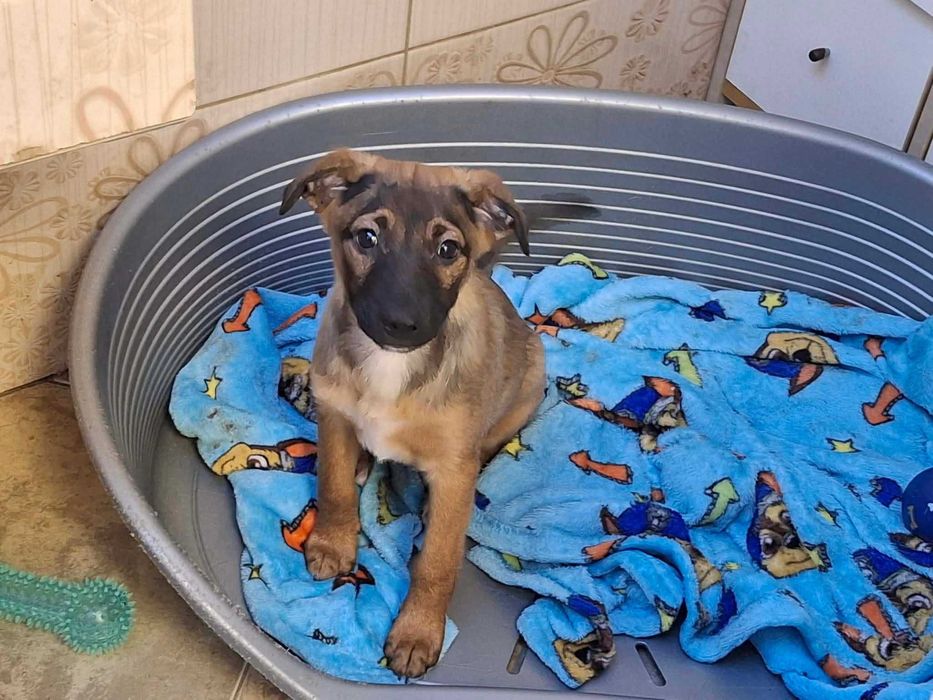 Szczeniaczek Amik szuka domu