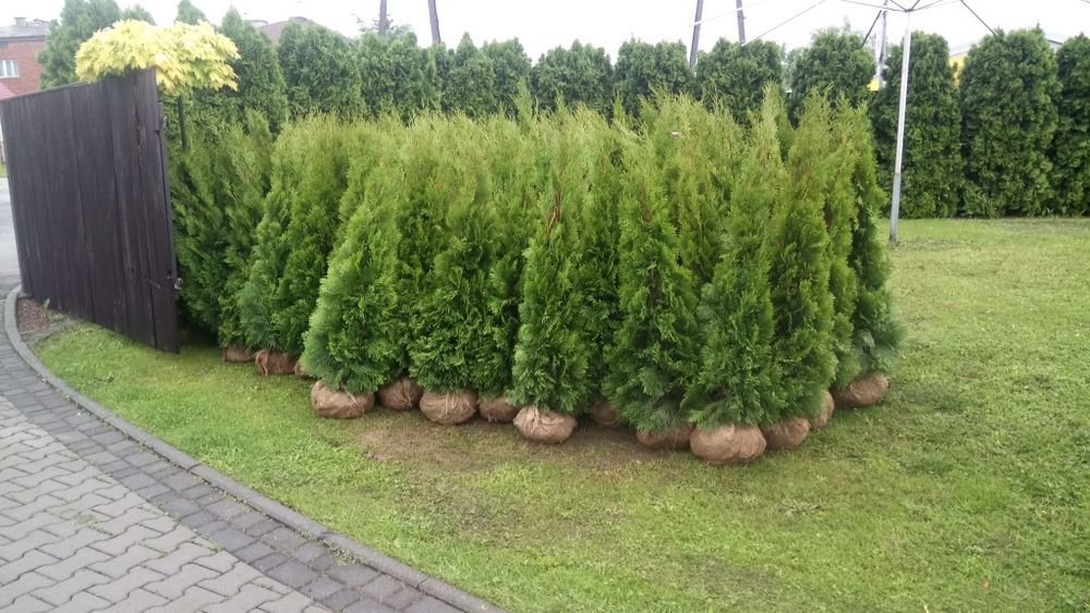 Tuja,thuja,tuje,thuje szmaragd 140-150cm-20szt