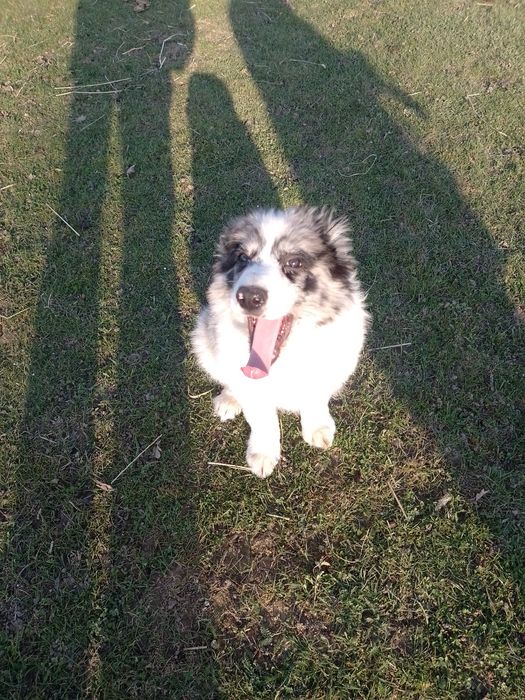 Piesek border collie blue merle