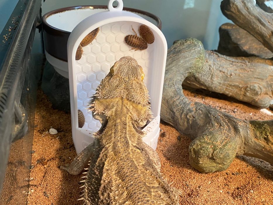 Karmnik dla jaszczurek / karmówka dla owadów – 2 rozmiary – nowy