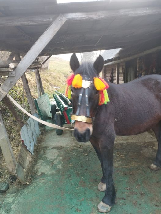 Продається кобила