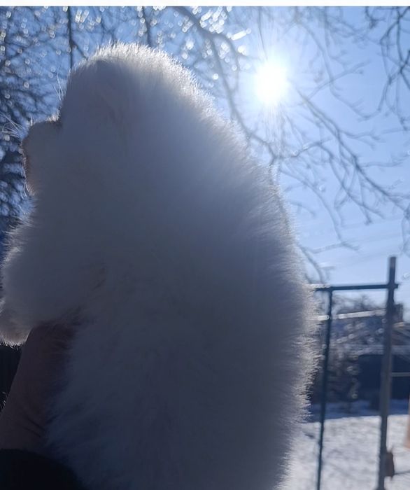 Шпіци  білий  оптік