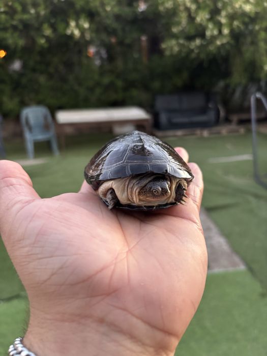 Aquarios tartaruga (ler descricao) urgente