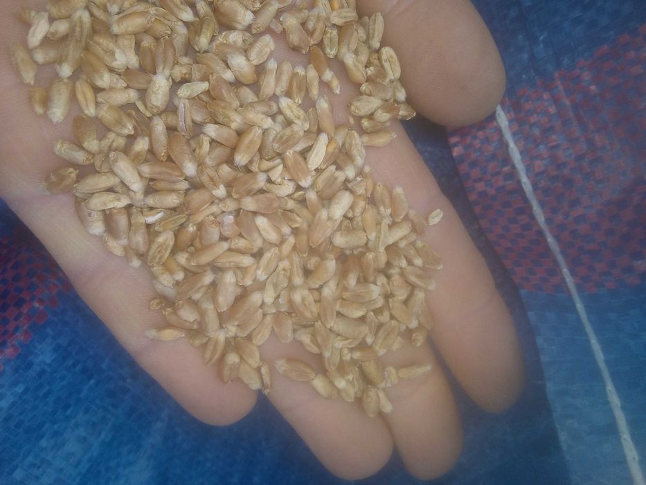 Sprzedam owies , pszenicę , pszenżyto  , kukurydzę